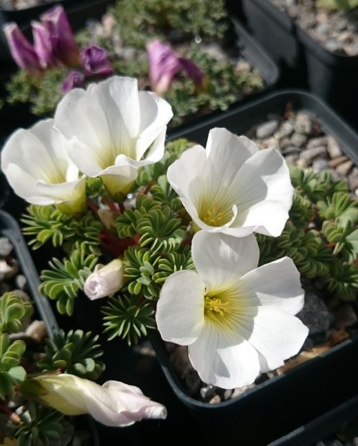 Oxalis enneaphylla 'Alba' - 8cm pot